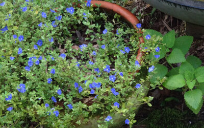 Blue for the Bees