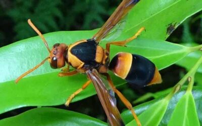 Citizen Science websites