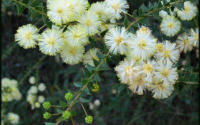 Winter Wattles