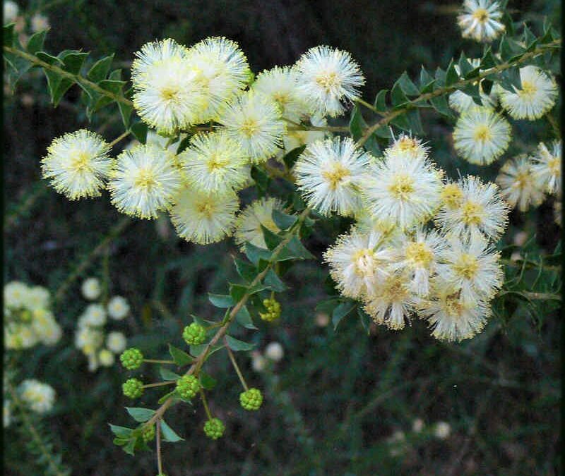 Winter Wattles