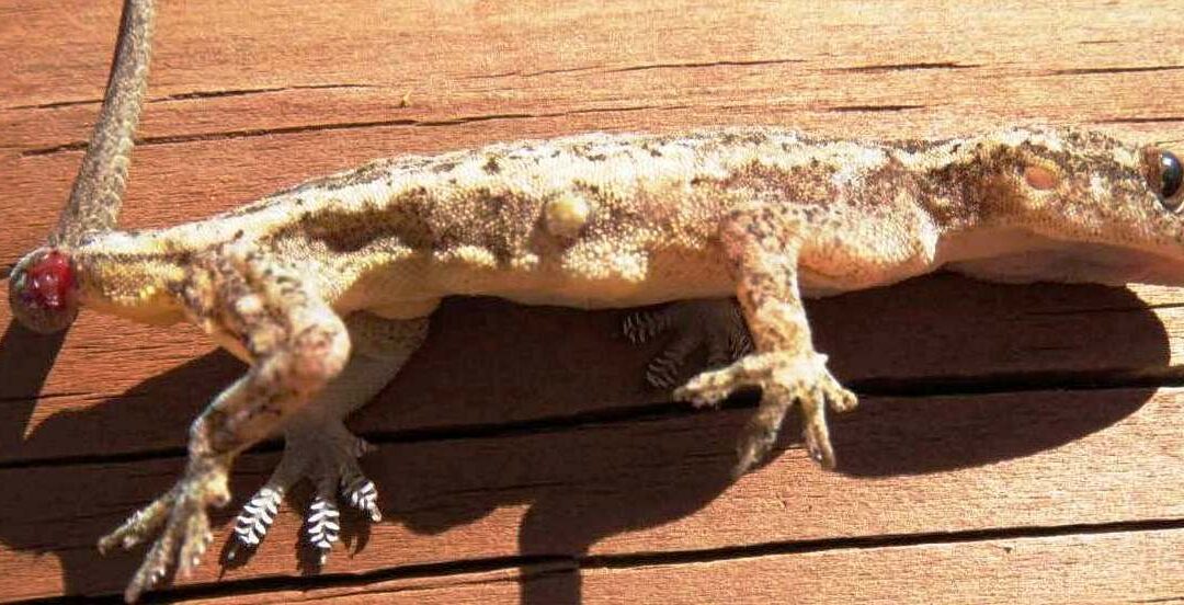 Biosecurity Alert:  Asian geckos and native reptiles