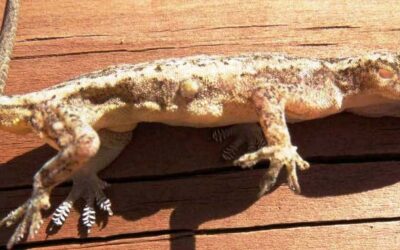 Biosecurity Alert:  Asian geckos and native reptiles