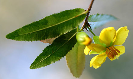 Weed of the month October 2020  Micky mouse plant Ochna serrulata