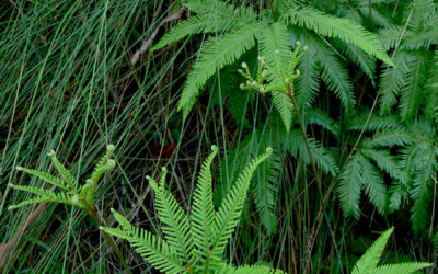 Do you want to learn more about Botany and our local plants?