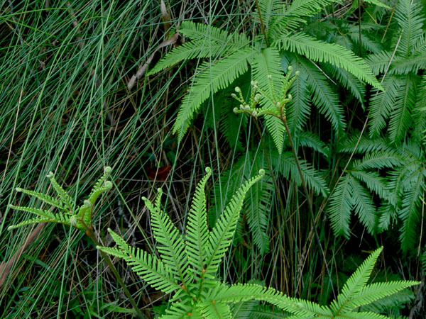 Do you want to learn more about Botany and our local plants?