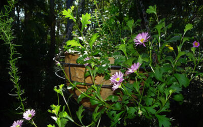 Groundcovers in Hanging Baskets