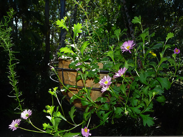 Groundcovers in Hanging Baskets