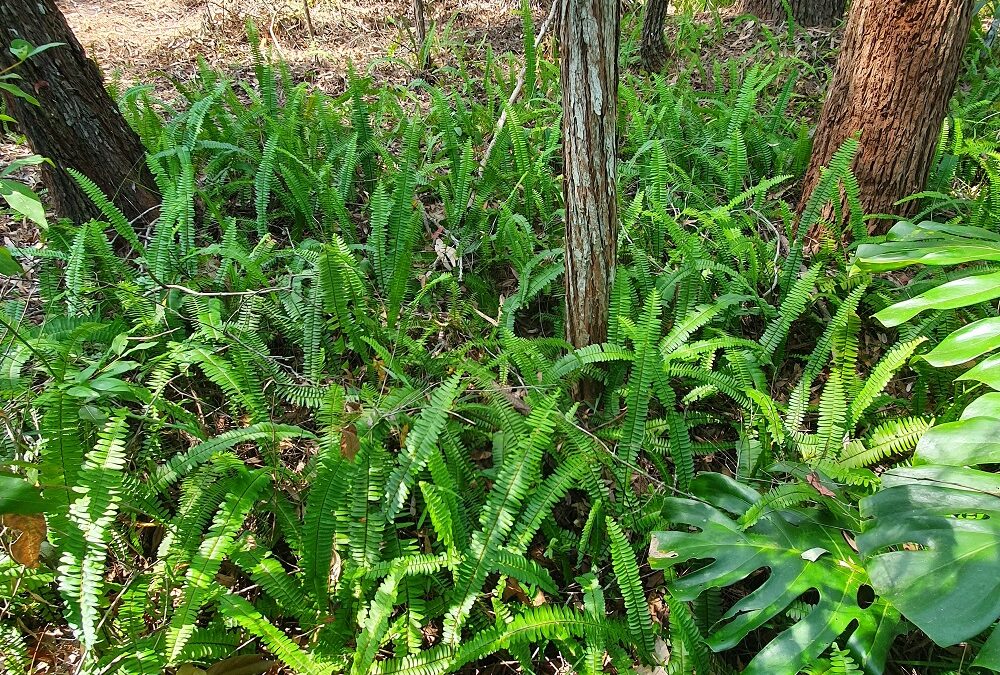 Weed of the month Fishbone fern