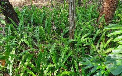 Weed of the month Fishbone fern