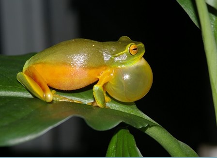 Attracting frogs to your backyard