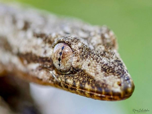 Geckos. Native or not?