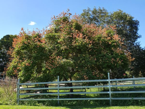 Weed of the month Golden rain tree