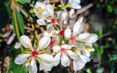 May 2021 Weed of the Month Indian Hawthorn