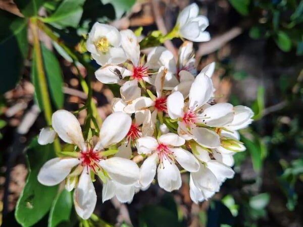 May 2021 Weed of the Month Indian Hawthorn