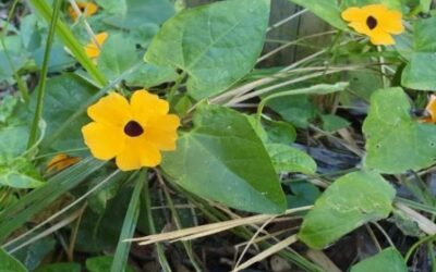 Weed of the month June 2021 Black – eyed Susan