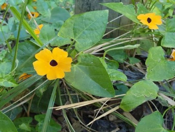 Weed of the month June 2021 Black – eyed Susan