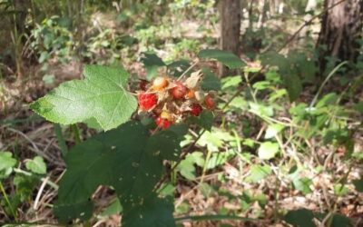 Native of the month June 21- Native Raspberry Rubus molucca