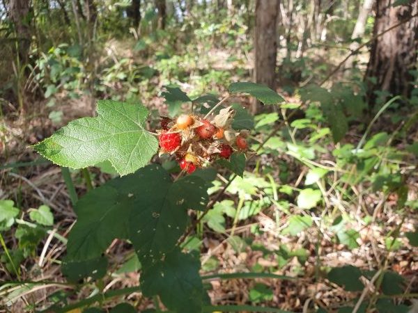 Native of the month June 21- Native Raspberry Rubus molucca