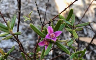 NICA’s Four Sunshine Coast Wildflower Walks