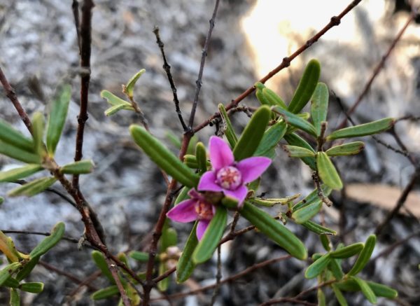 NICA’s Four Sunshine Coast Wildflower Walks