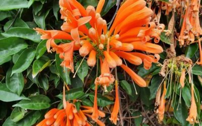 Weed of the month Aug 2021 Orange Trumpet Vine