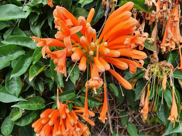 Weed of the month Aug 2021 Orange Trumpet Vine