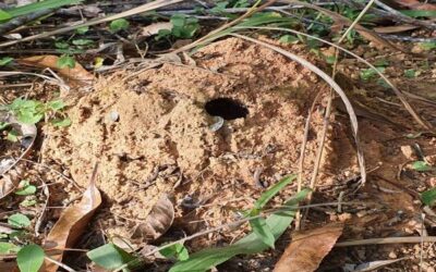 Noosa’s Jumping Ants