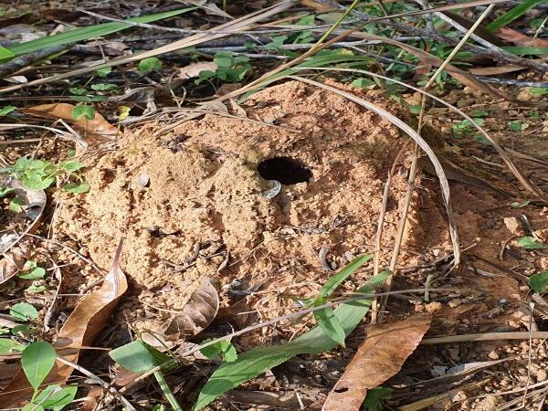 Noosa’s Jumping Ants