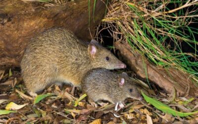 Local native animal – Bandicoot