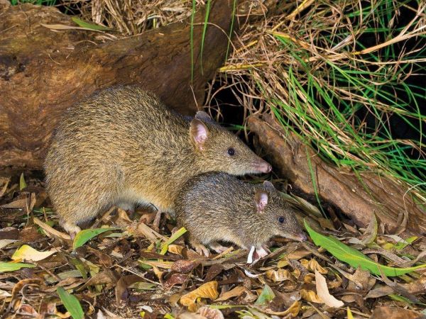 Local native animal – Bandicoot