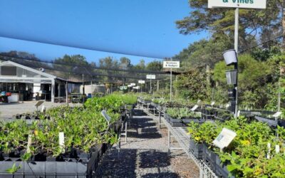 Coolum Community Native Nursery Membership is Free