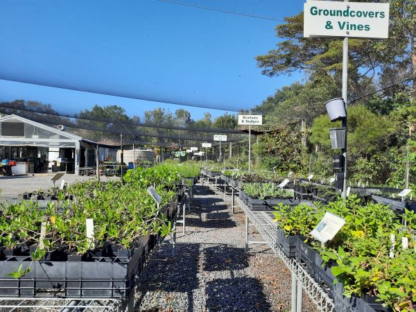 Coolum Community Native Nursery Membership is Free