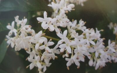 Weed of the month – Privet