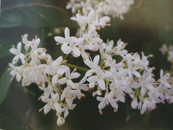 Weed of the month – Privet