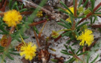 Noosa’s Native Plants