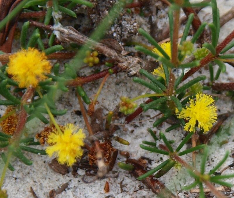 Noosa’s Native Plants