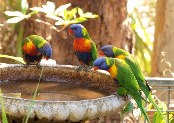 A Bird Friendly Garden