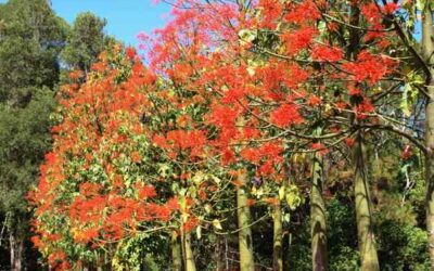 Flowering Now – Flame Tree