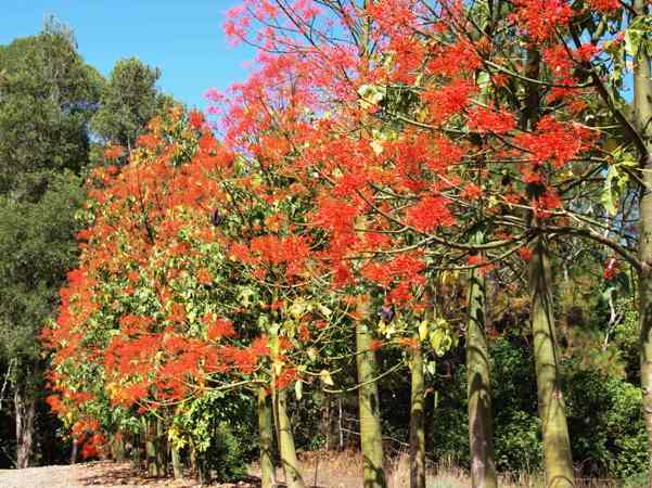 Flowering Now – Flame Tree