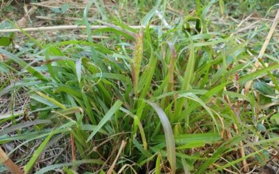 Weed of the Month – Mossman River Grass