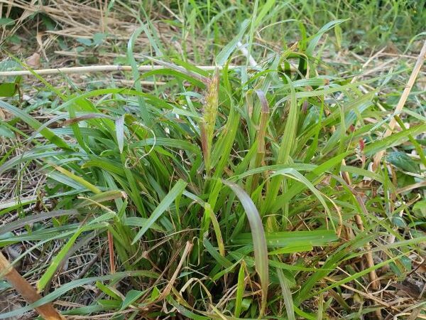 Weed of the Month – Mossman River Grass