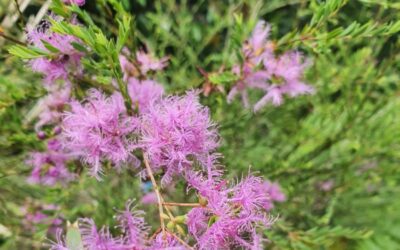 Native of the Month – Thyme honey myrtle