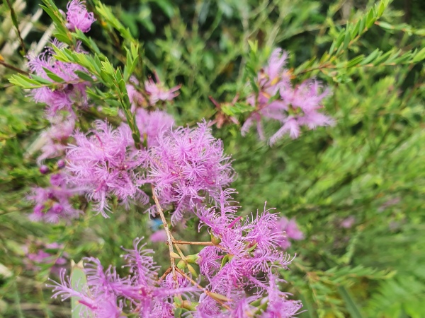 Native of the Month – Thyme honey myrtle