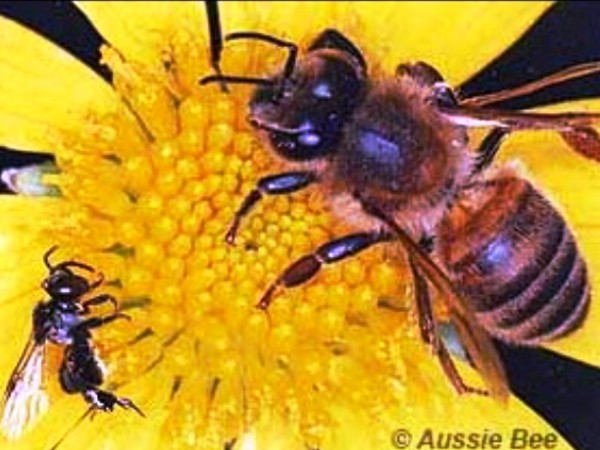 Honey Bees