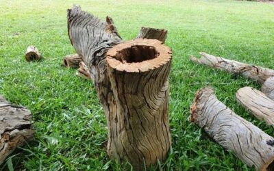 Nest Boxes.  Filling a gap in Habitat.