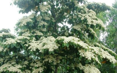 Noosa’s Native Plants Flowing in December