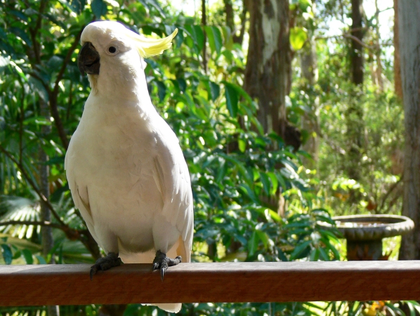 Birds of Noosa