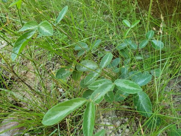 Weed of the Month February