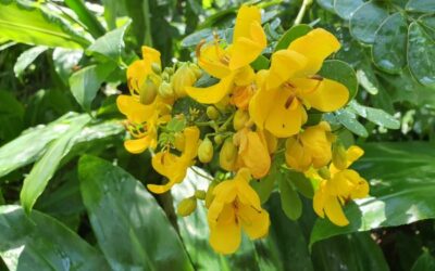 Weed of the Month, March – Easter Cassia