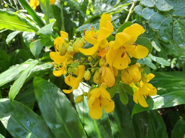 Weed of the Month, March – Easter Cassia